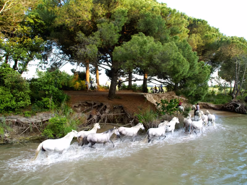 Chevaux camarguais en baignade