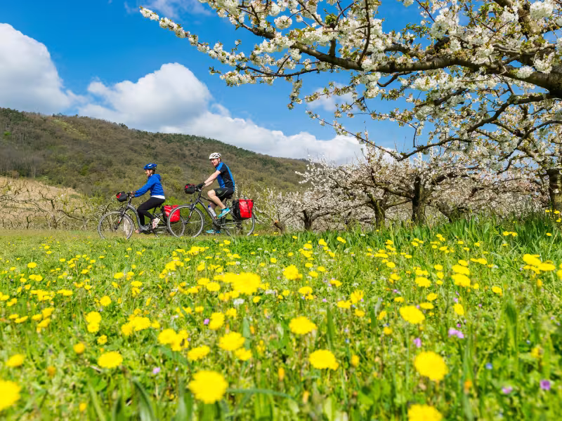 Cyclists on the ViaRhôna in spring