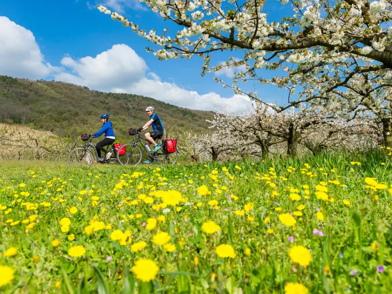 Cyclists on the ViaRhôna in spring