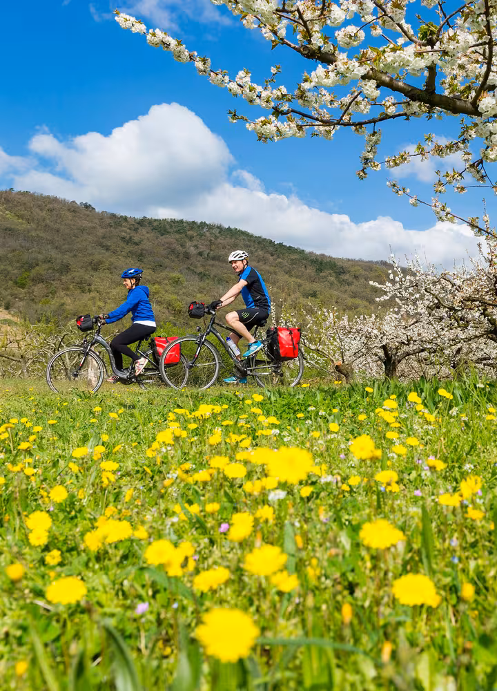 Cyclists on the ViaRhôna in spring