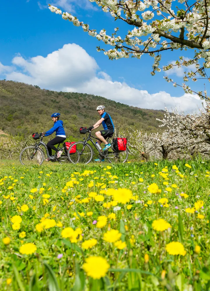 Cyclists on the ViaRhôna in spring