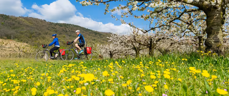 Cyclistes sur la ViaRhôna au printemps