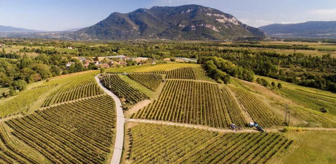 The vineyards of Bugey