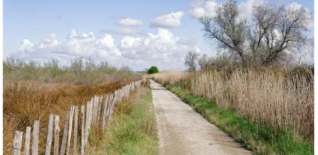 Between Vineyards and Rice Fields