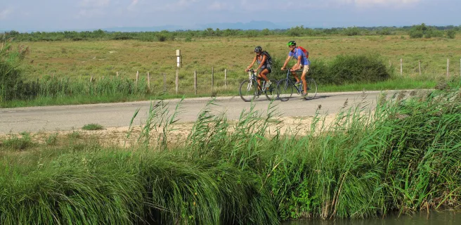 The Camargue horse and rice