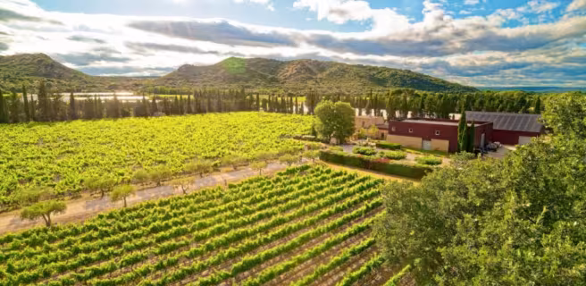 Vignes