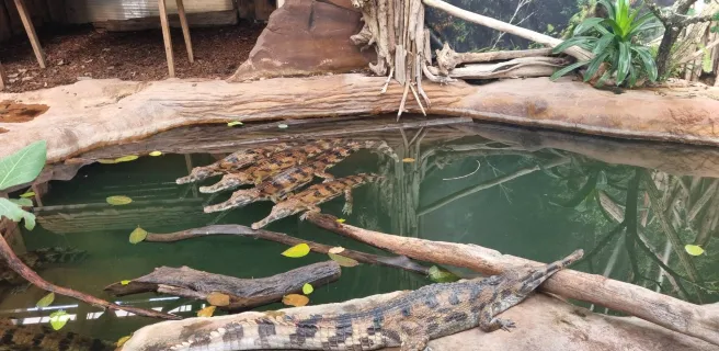 Salle de séminaire à la Ferme aux Crocodiles