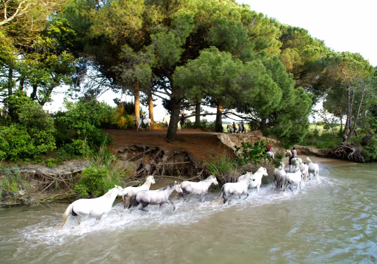 Chevaux camarguais en baignade
