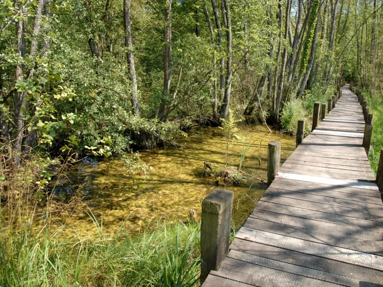 Le marais de Lavours