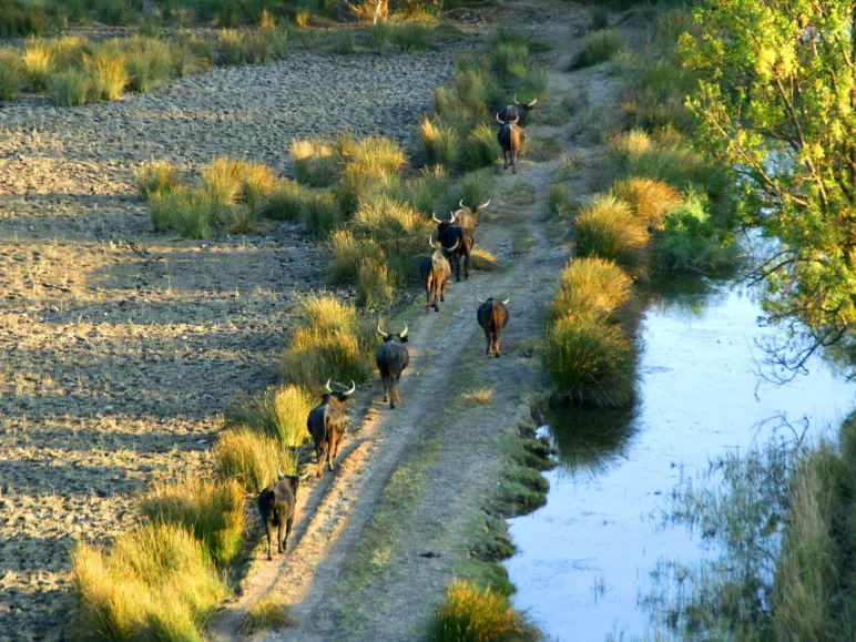 Le Parc naturel régional de Camargue